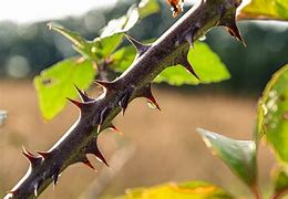 a thorn in the flesh